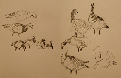 Branta leucopsis: See how initial sketches are developed into a composition